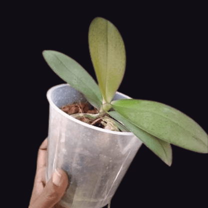Phalaenopsis Cryptix - Blooming Size
