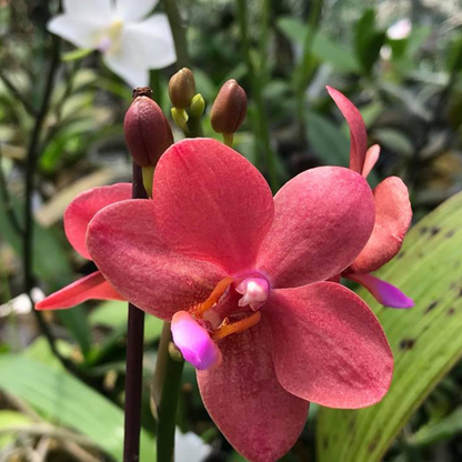 Phalaenopsis Do Buddha (Blooming Size Big Plant)