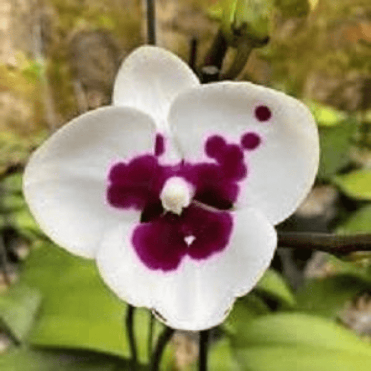 Phalaenopsis Fairy Wings - Blooming Size