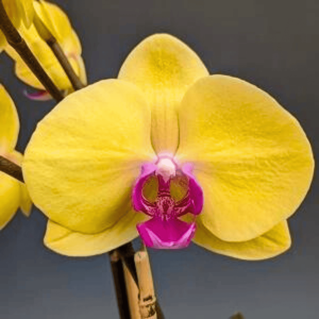 (Phalaenopsis Forest Fairy X Phal. Fusheng’s Golden Age)X Phalaenopsis Tiannong Golden Butterfly - Blooming Size