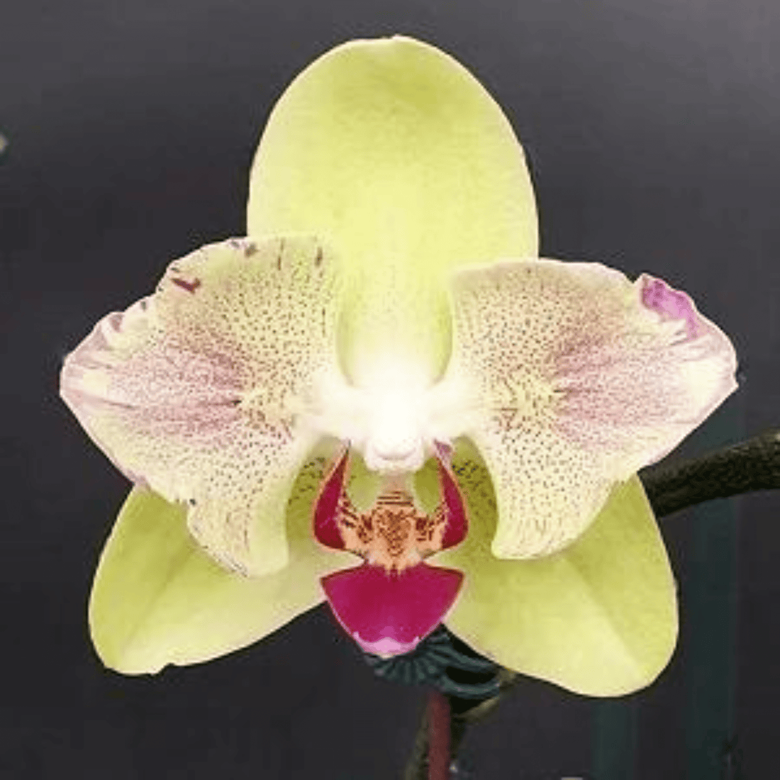 Phalaenopsis Fortune Saltzman Peloric 2eyes - Blooming Size