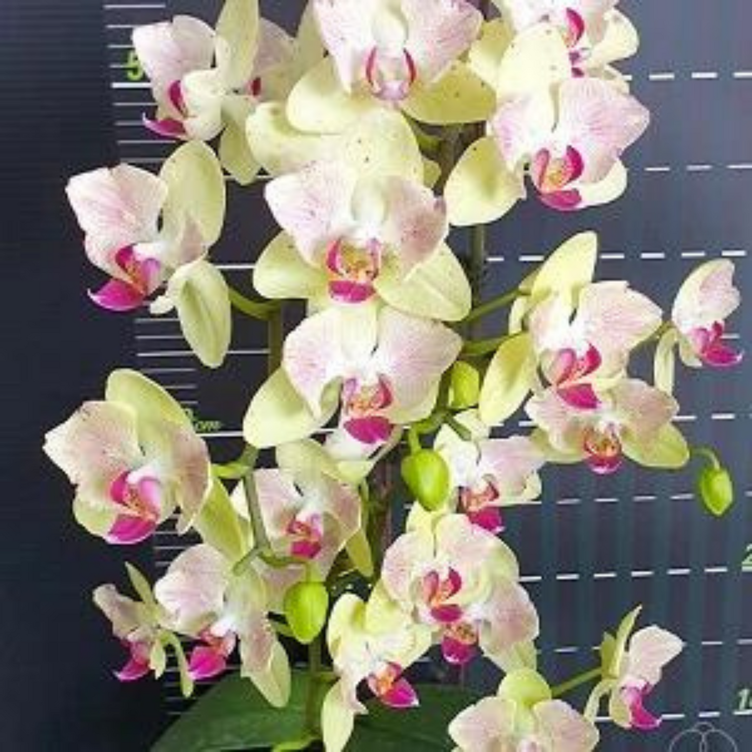 Phalaenopsis Fortune Saltzman Peloric 2eyes - Blooming Size