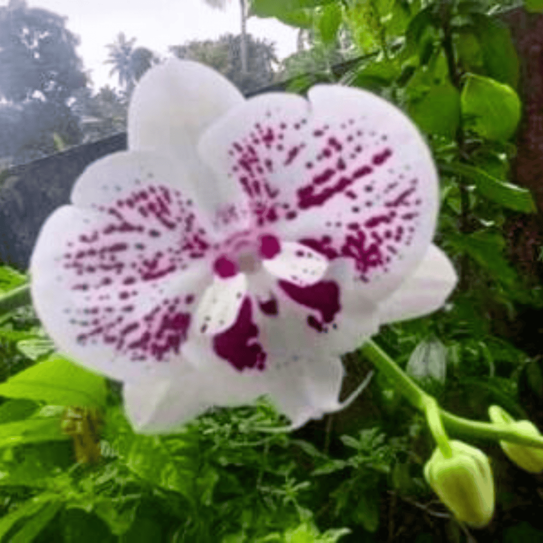 Phalaenopsis Fuller’s Clown- Blooming Size