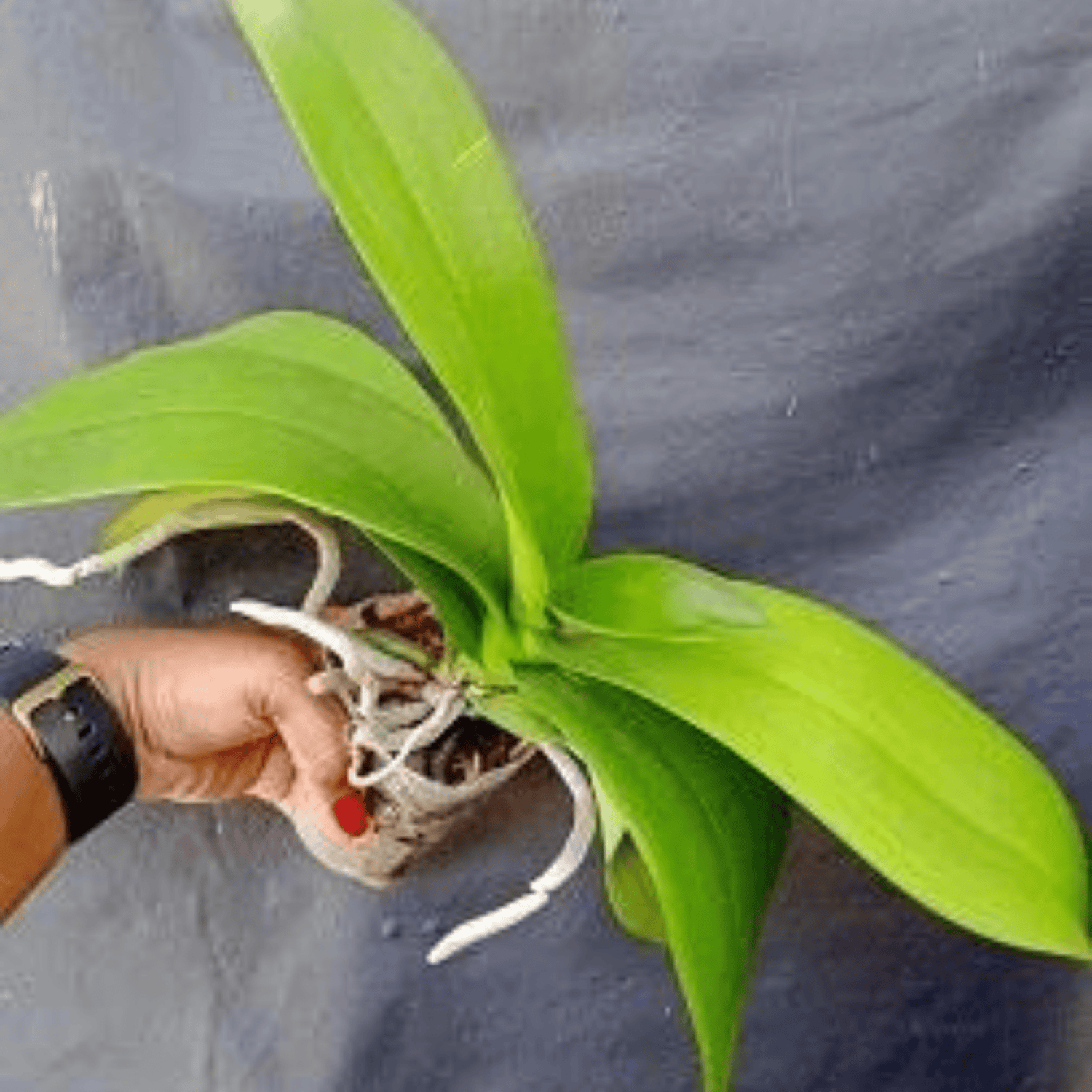 Phalaenopsis Fuller’s Clown- Blooming Size