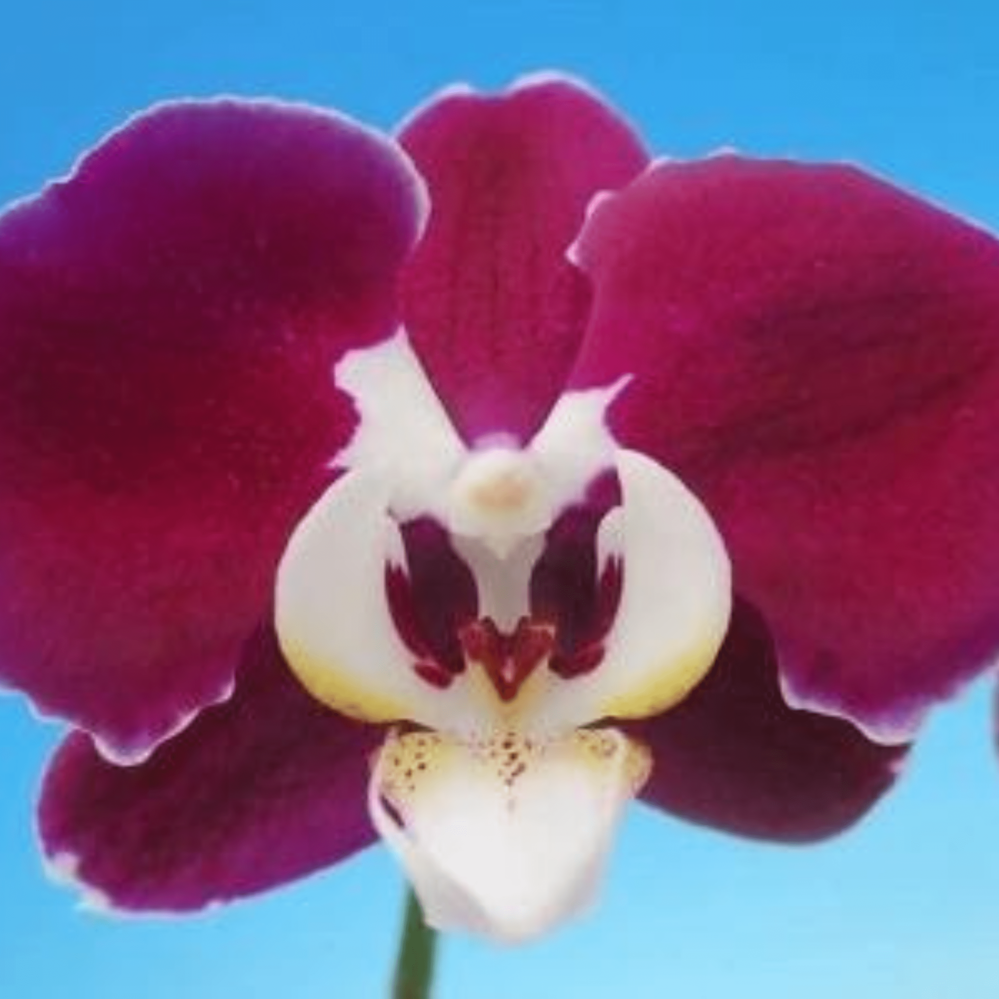 Phalaenopsis Fuller’s F3865 - 1 - Blooming Size