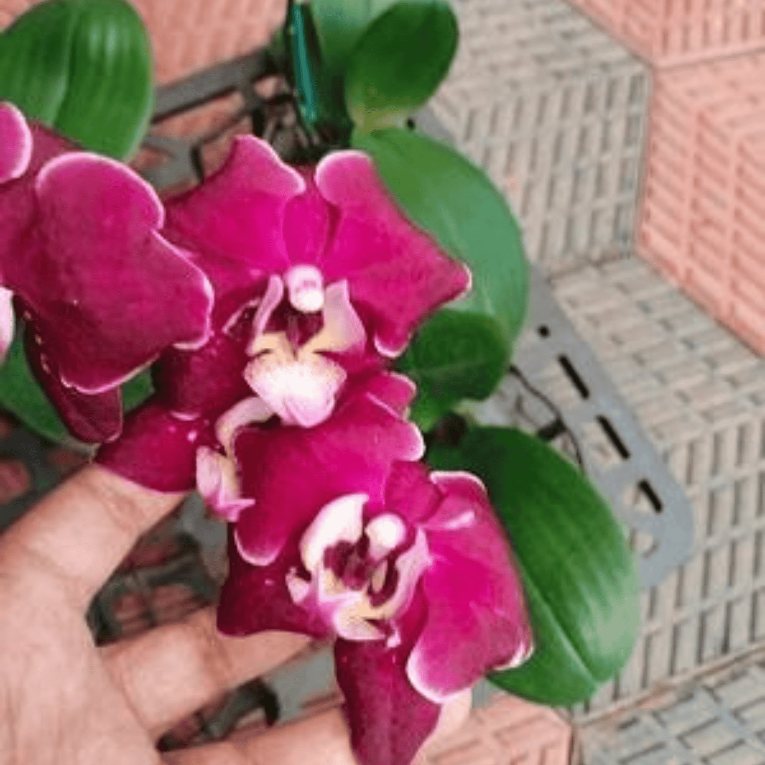 Phalaenopsis Fuller’s F3865 - 1 - Blooming Size