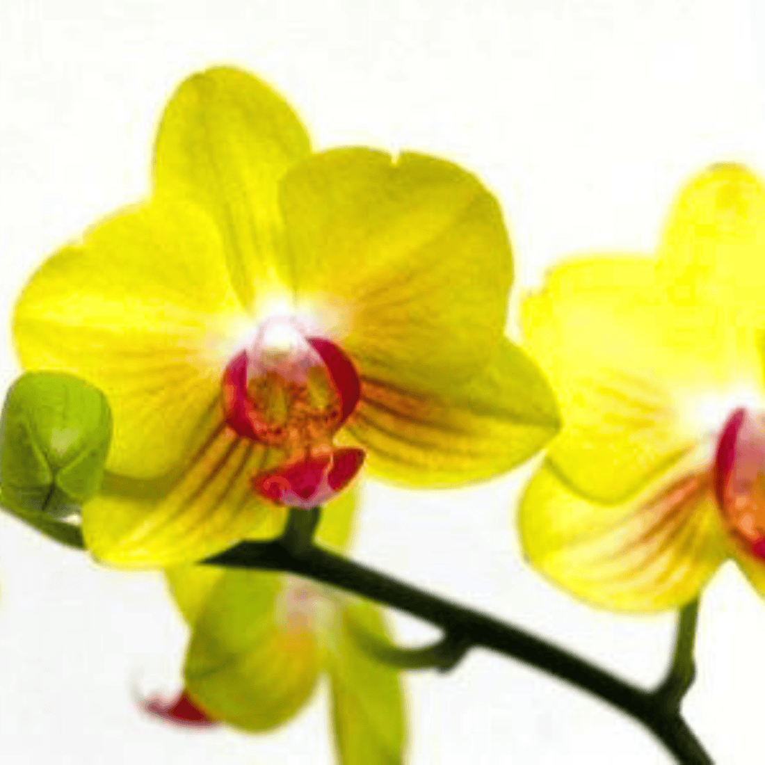 Phalaenopsis Fuller’s Gold Princess - Blooming Size