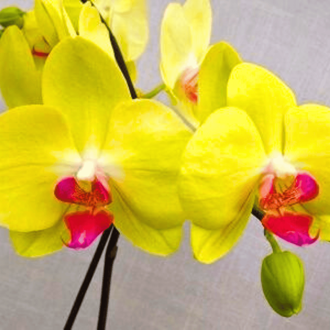 Phalaenopsis Fuller’s Sunset OX - Blooming Size