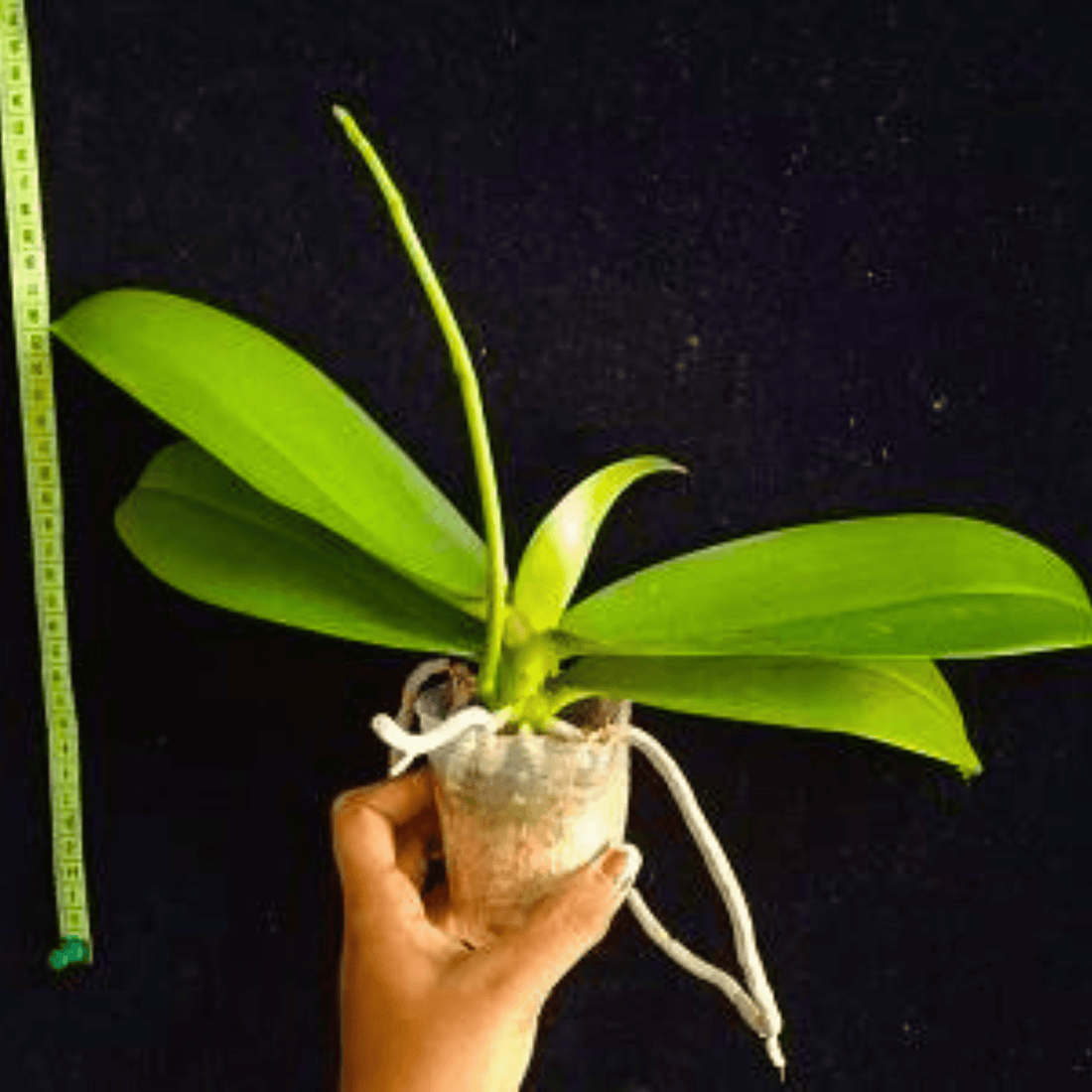Phalaenopsis Fuller’s Sunset OX - Blooming Size