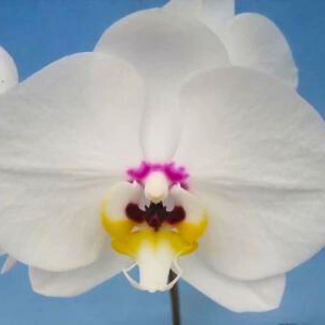 Phalaenopsis Fuller’s ‘F3650’ - Blooming Size