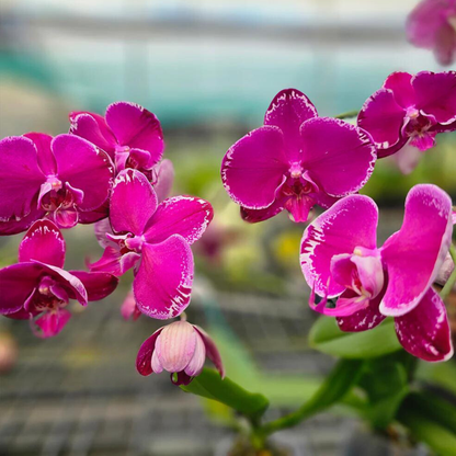 Phalaenopsis Fusheng Purple Rose - Blooming Size