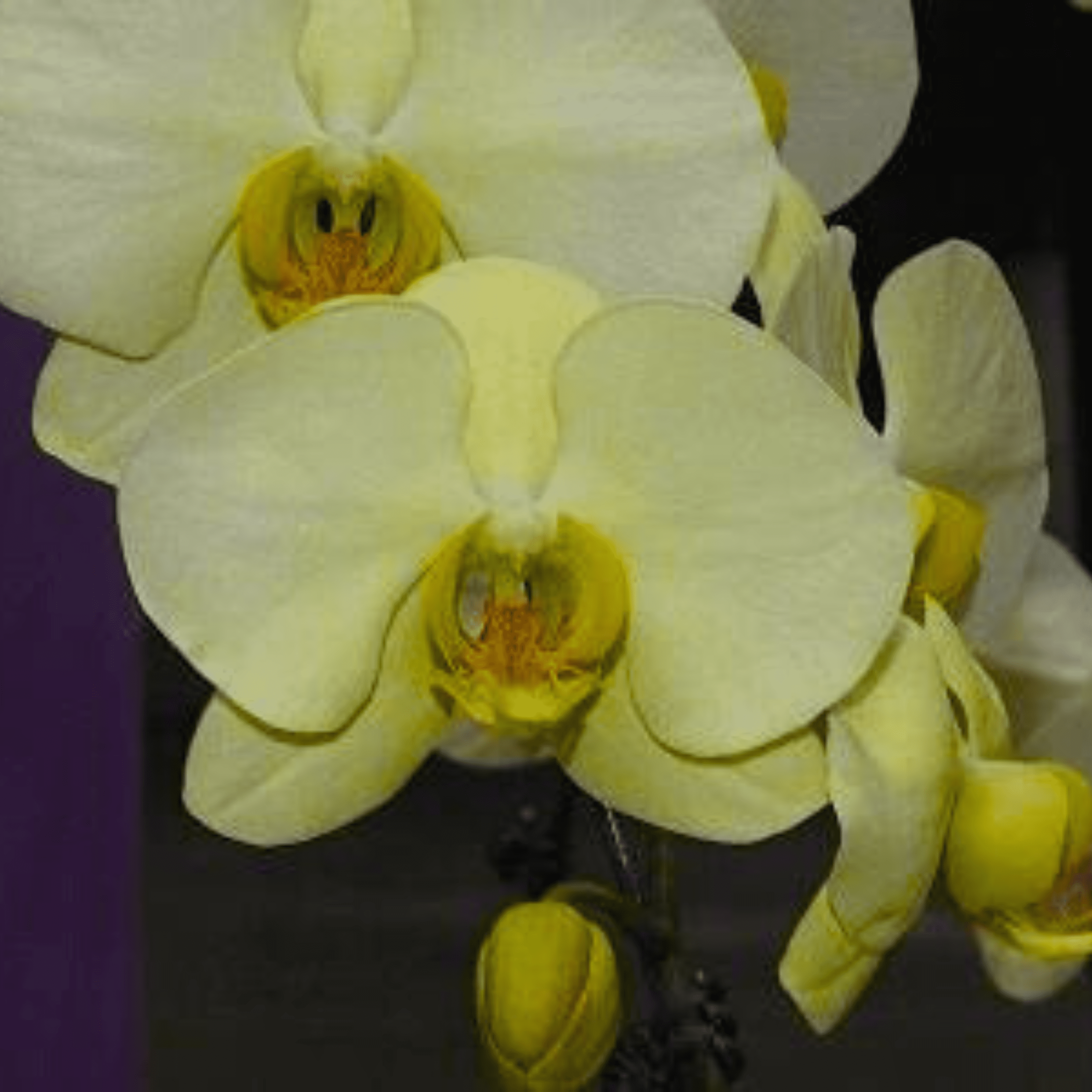 Phalaenopsis Fusheng’s Glory - Blooming Size