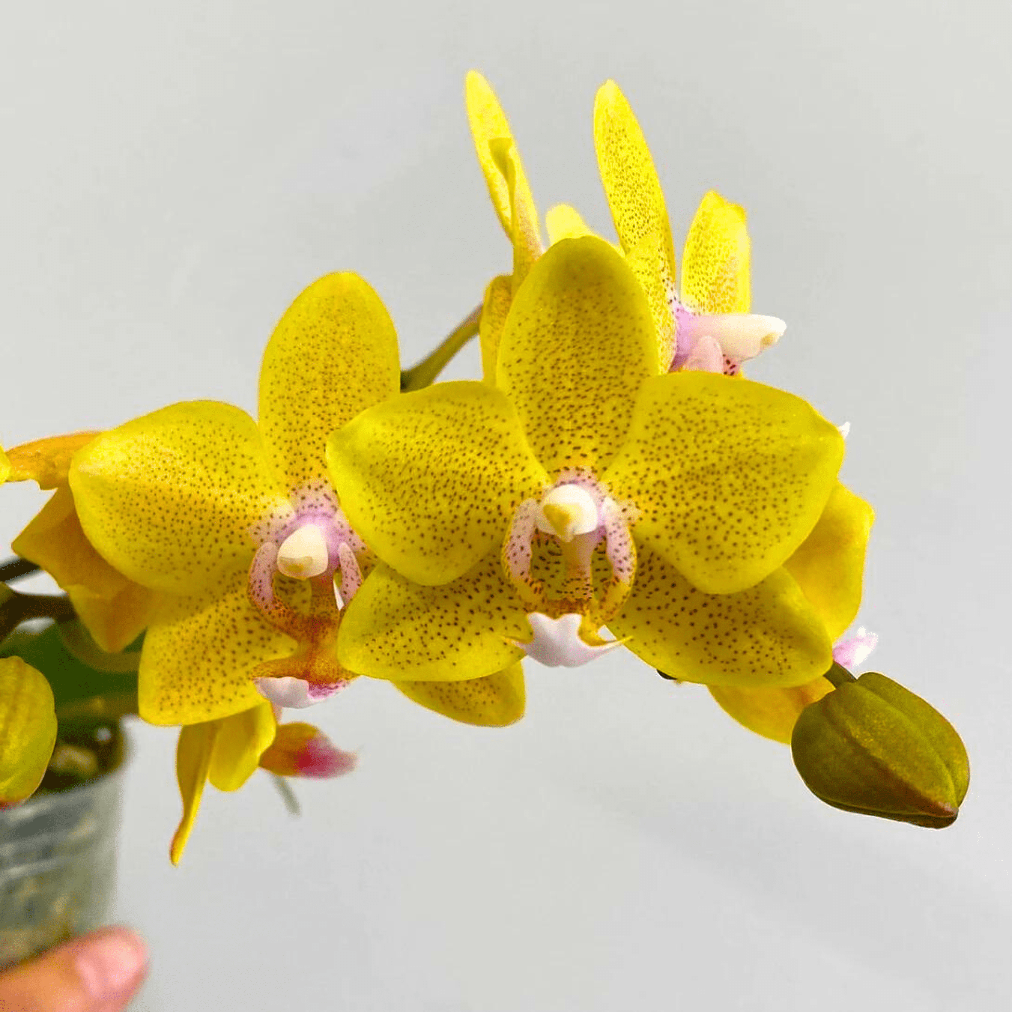 Phalaenopsis Ginger Glam - Blooming Size