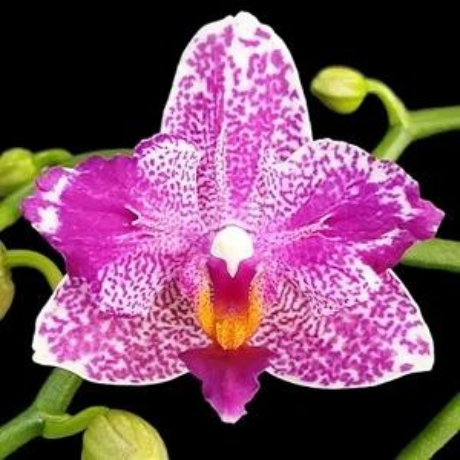 Phalaenopsis Hualien Pink Galaxy ‘272’ (Peloric) - Blooming Size