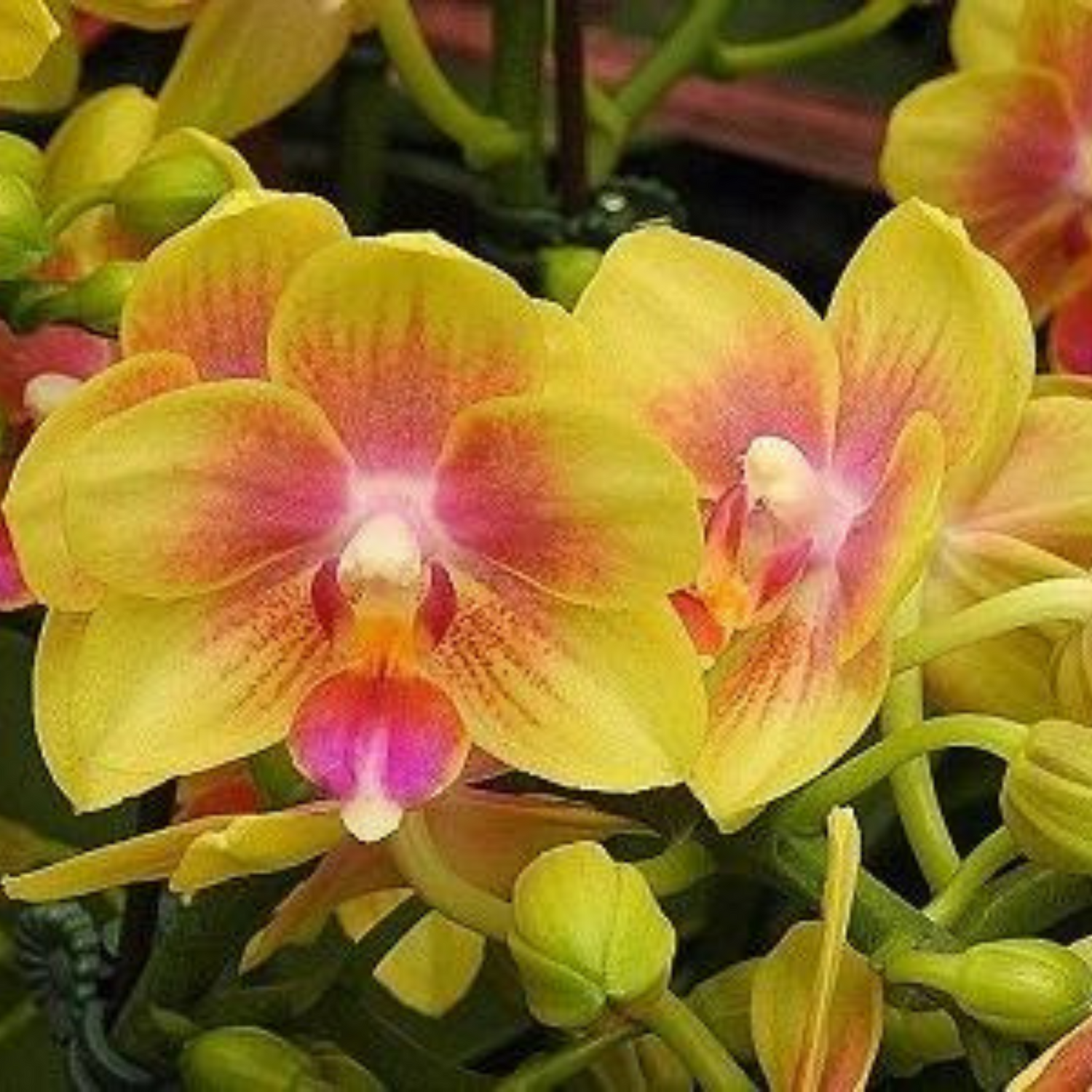 Phalaenopsis I Hsin Venus Sweet Fragrance - Blooming Size