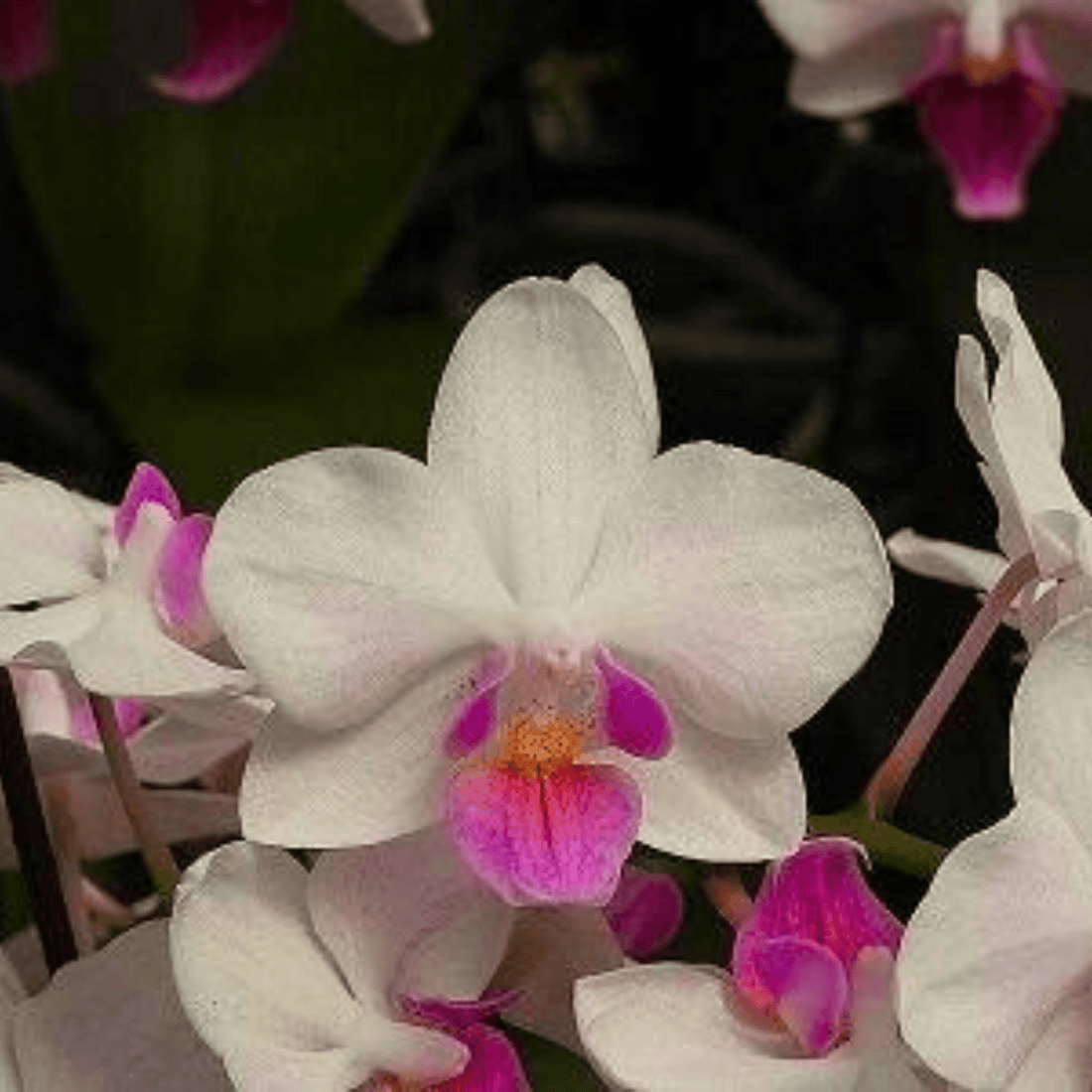 Phalaenopsis KS Little Gem - Blooming Size