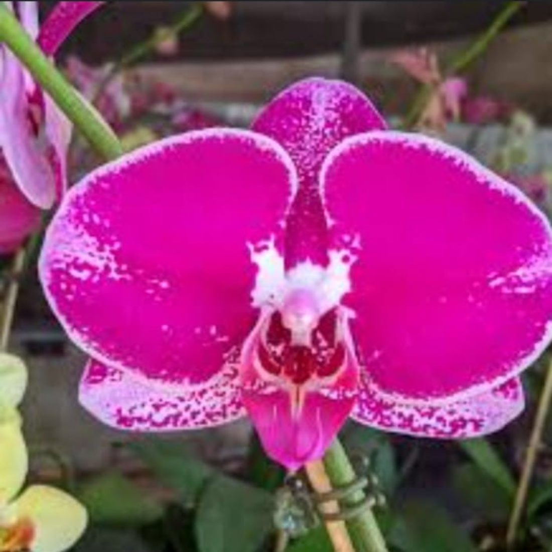 Phalaenopsis KV829 - Blooming Size