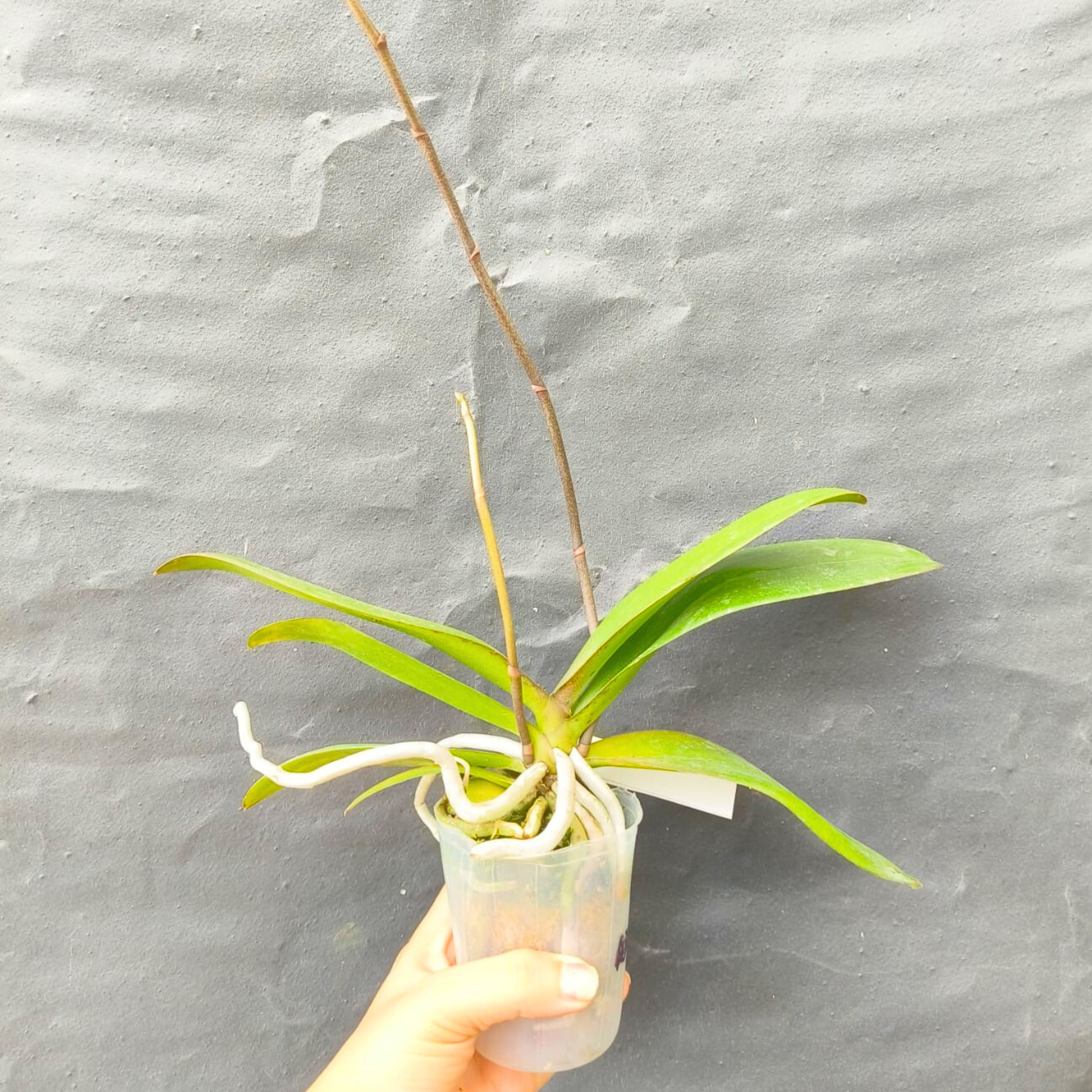 Phalaenopsis KV829 - Blooming Size