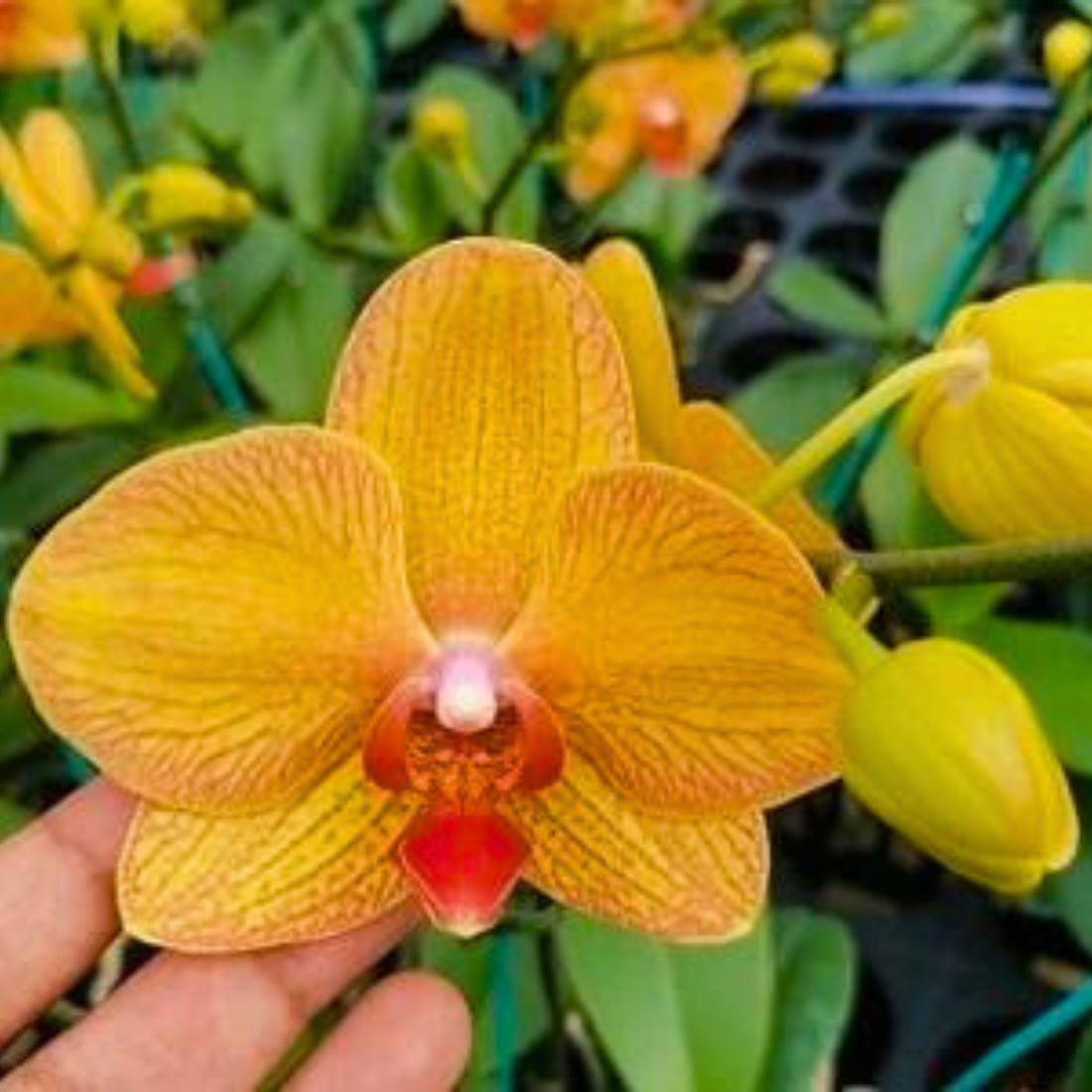 Phalaenopsis KV Beauty - Blooming Size