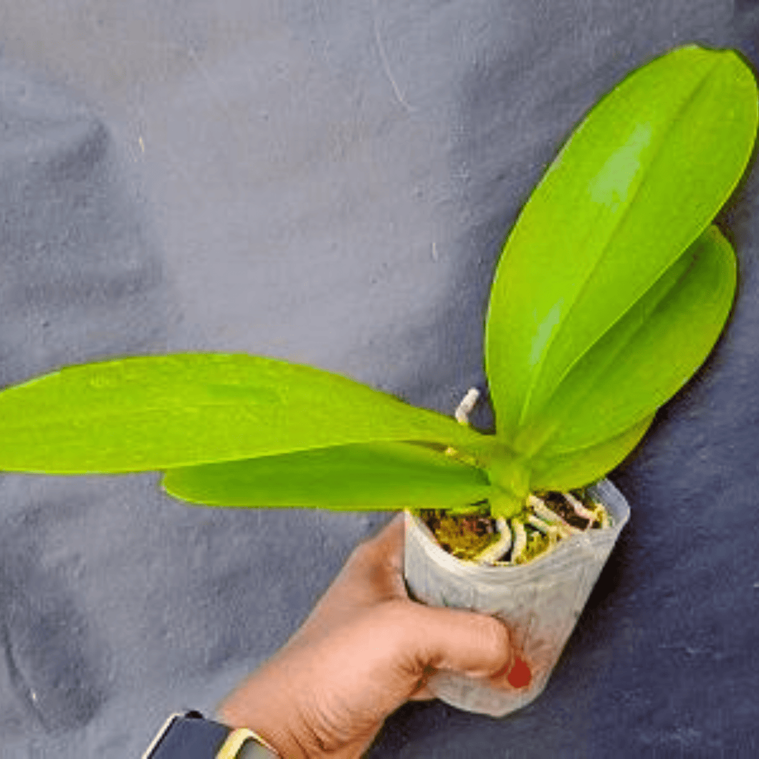 Phalaenopsis KV Beauty - Blooming Size