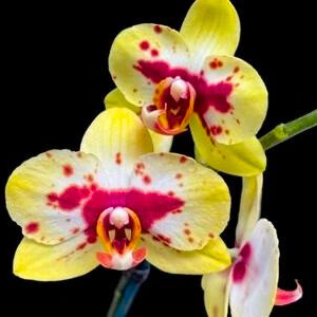 Phalaenopsis Lianher Lucky Cat - Blooming Size