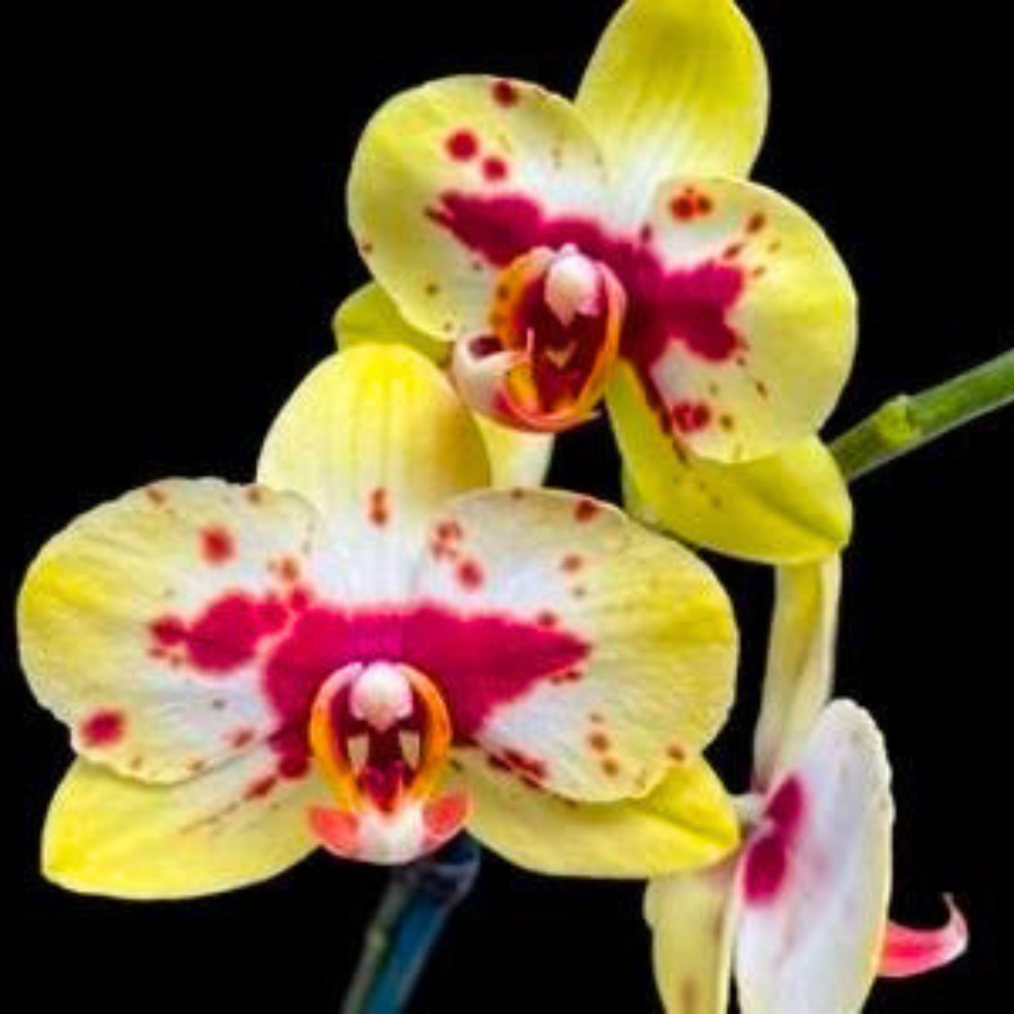 Phalaenopsis Lianher Lucky Cat - Blooming Size