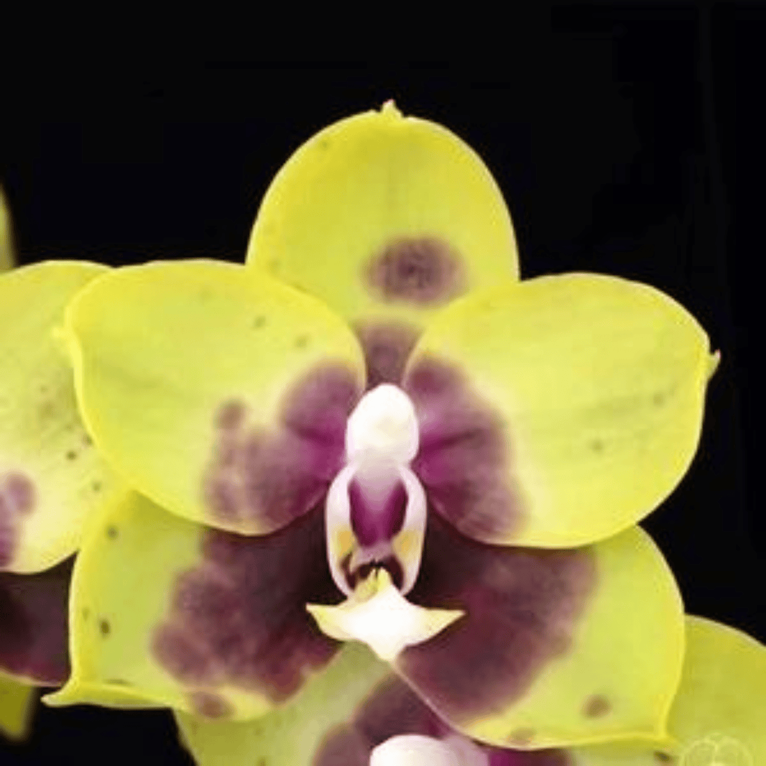 Phalaenopsis Lioulin Gold Finch X Princess Kaiulani - Blooming Size