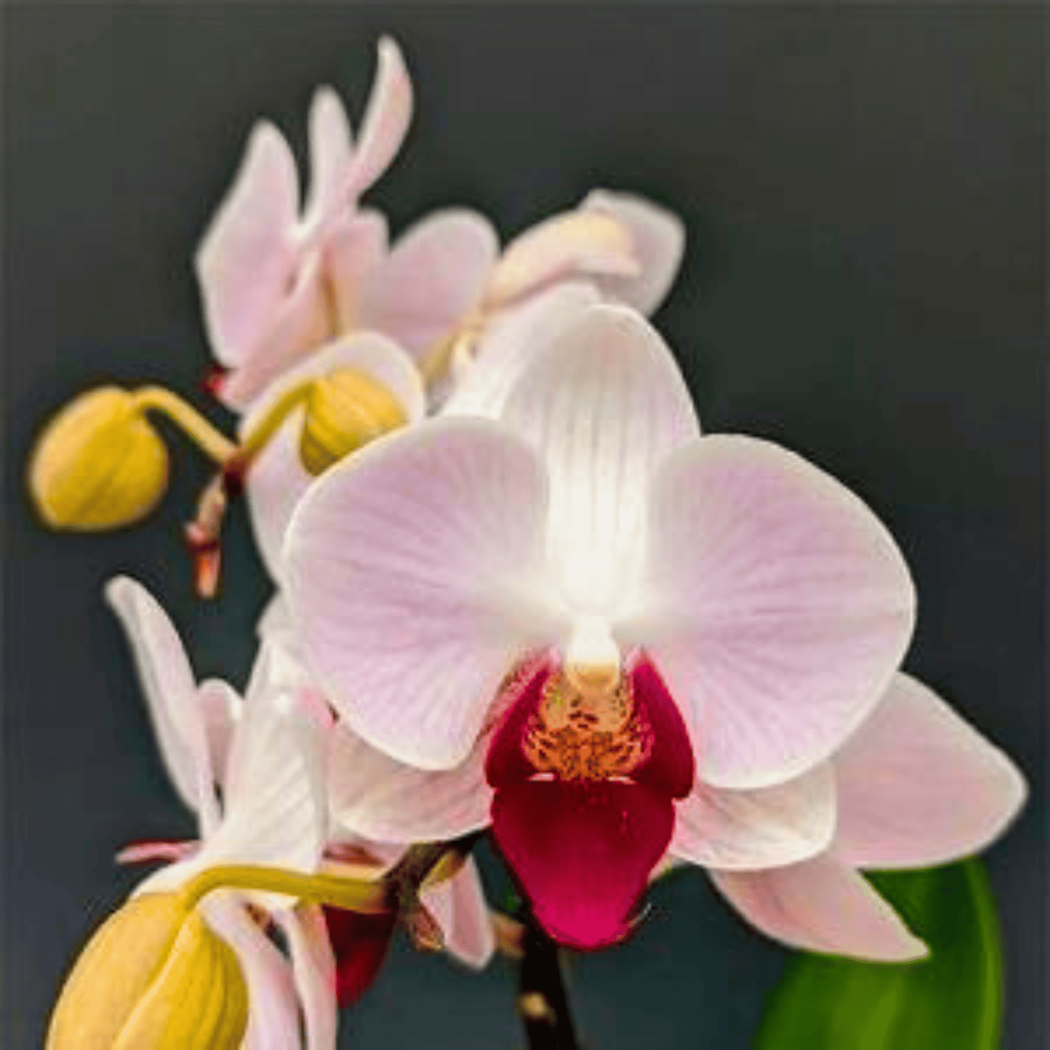 Phalaenopsis Little Gem Stripes Num.1 - Blooming Size