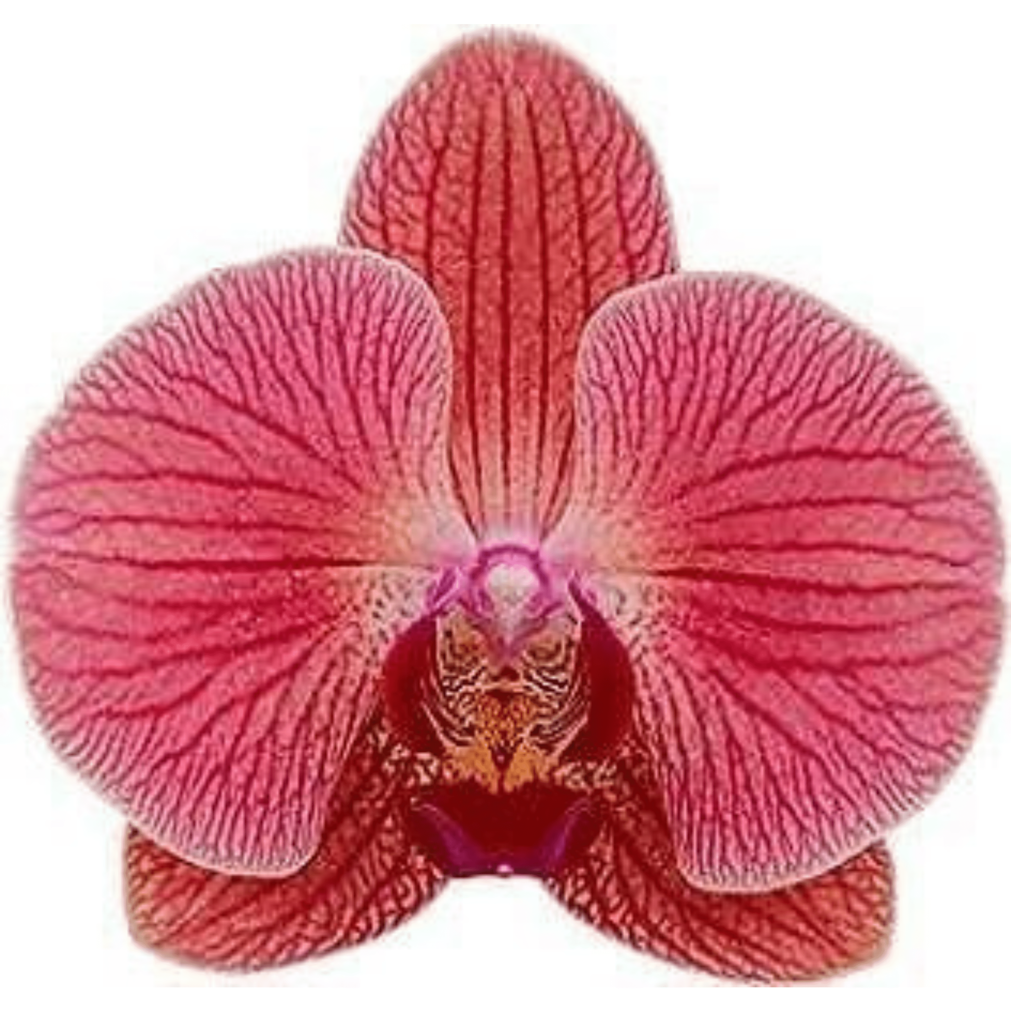Phalaenopsis Love Day - Blooming Size