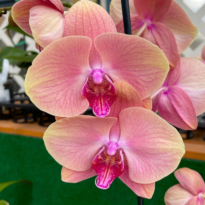 Phalaenopsis Midsummer Night - Blooming Size