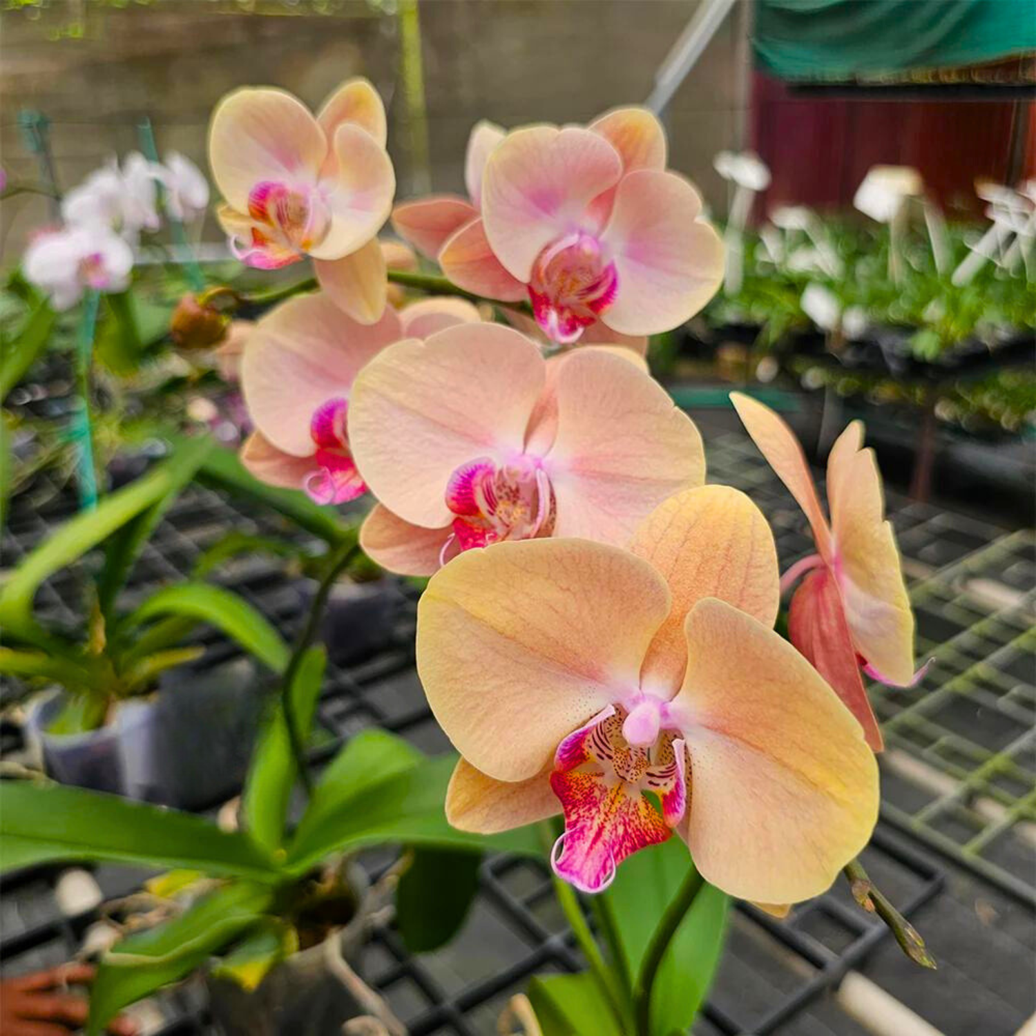 Phalaenopsis Midsummer Night - Blooming Size