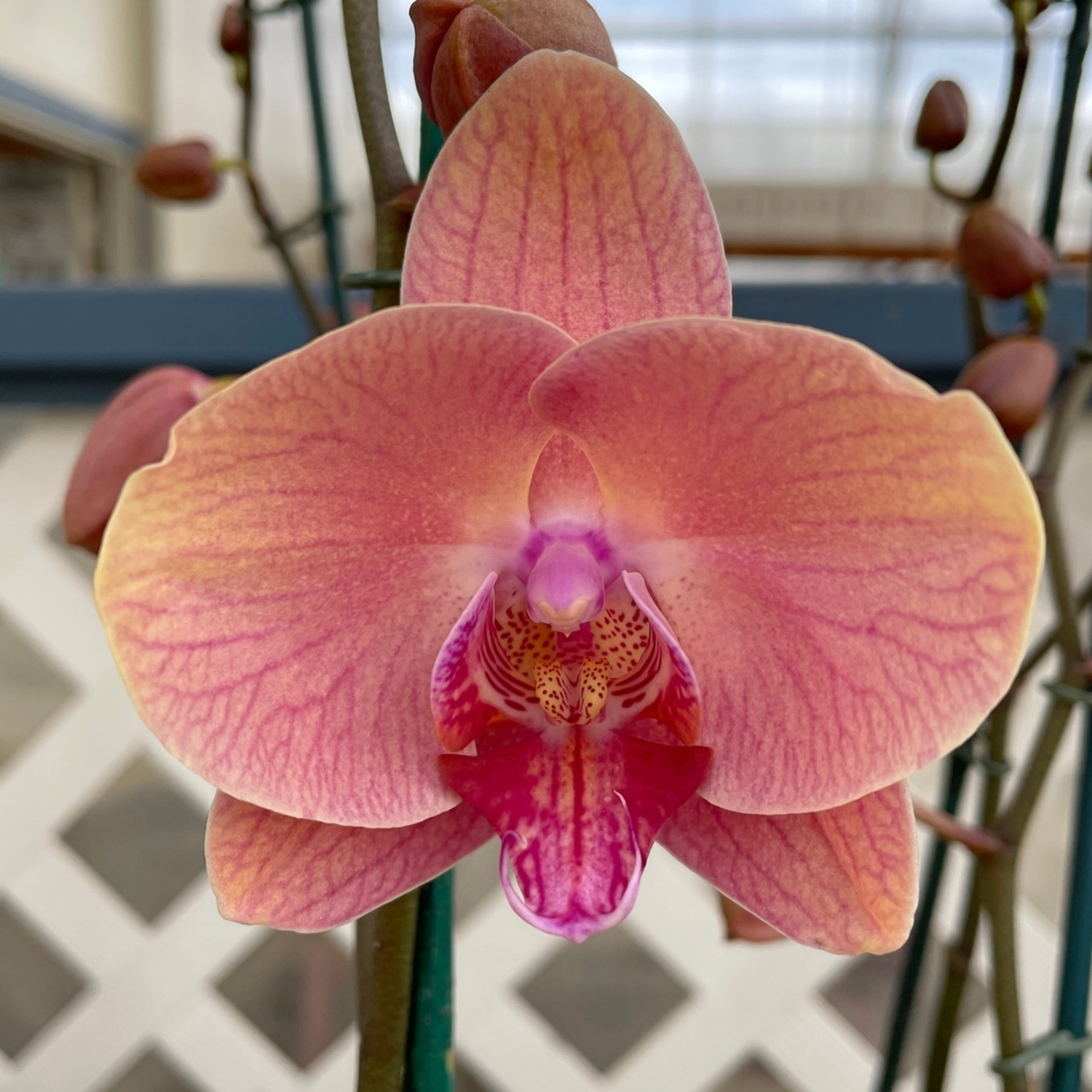 Phalaenopsis Midsummer Night - Blooming Size