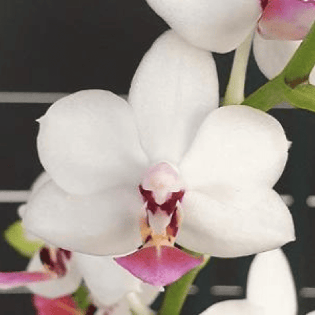 Phalaenopsis Miki Micparishii - Blooming Size