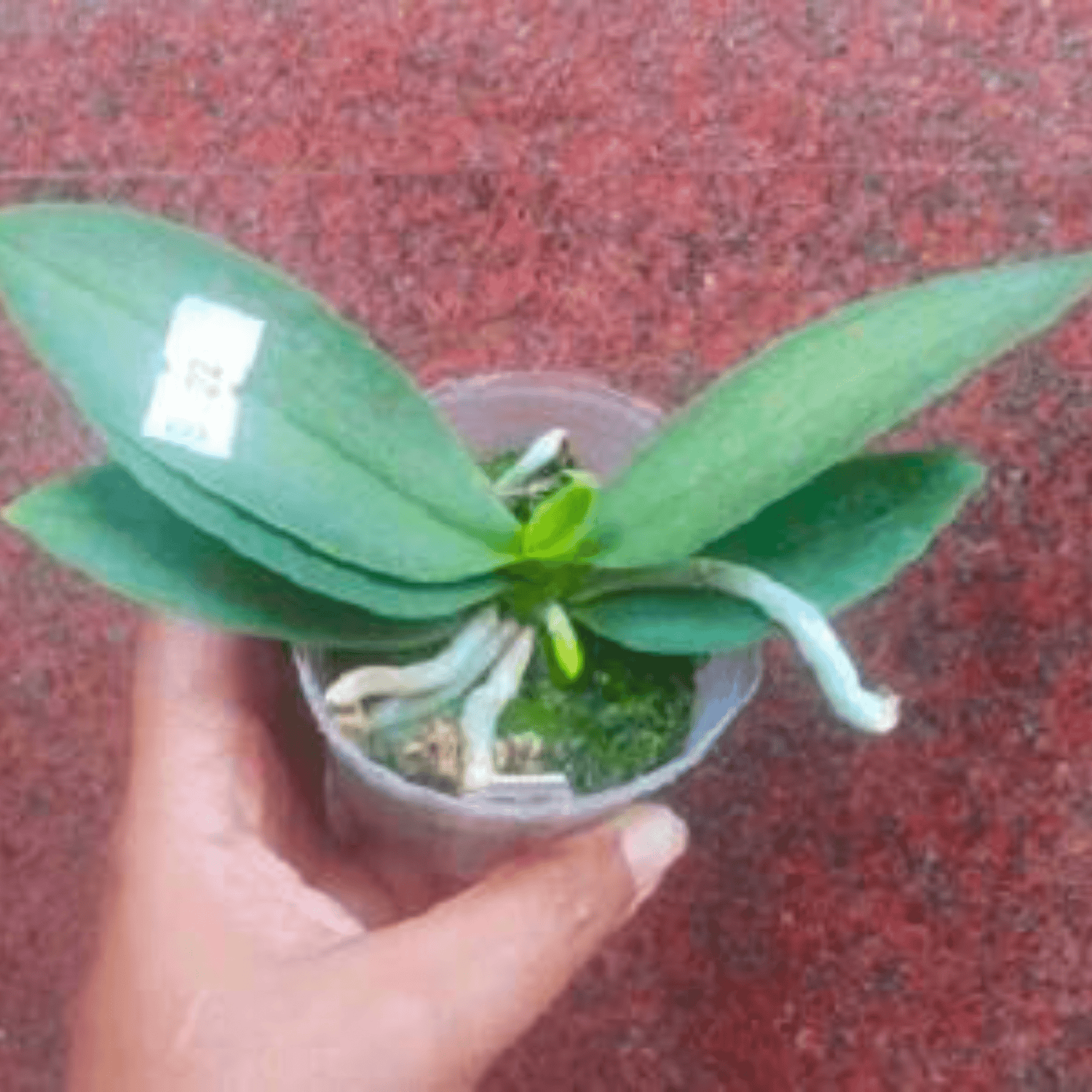 Phalaenopsis Miki Micparishii - Blooming Size