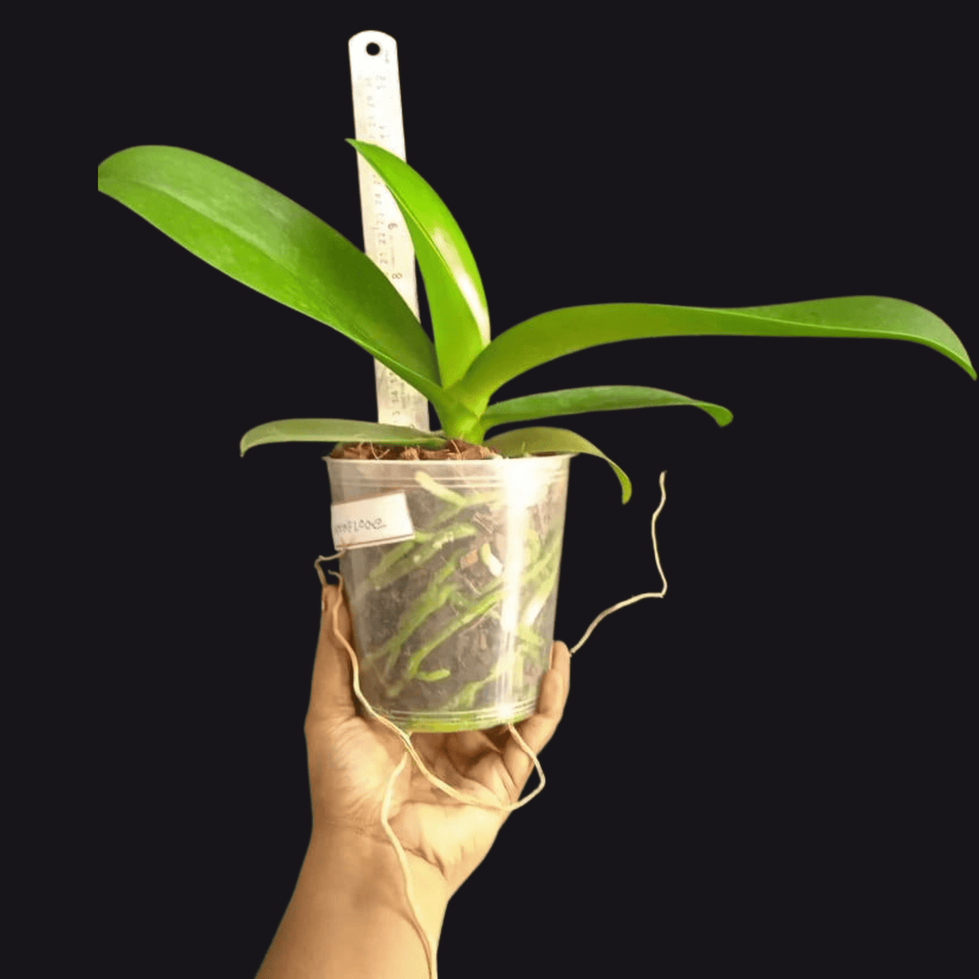 Phalaenopsis Miraflore (Blooming Size)