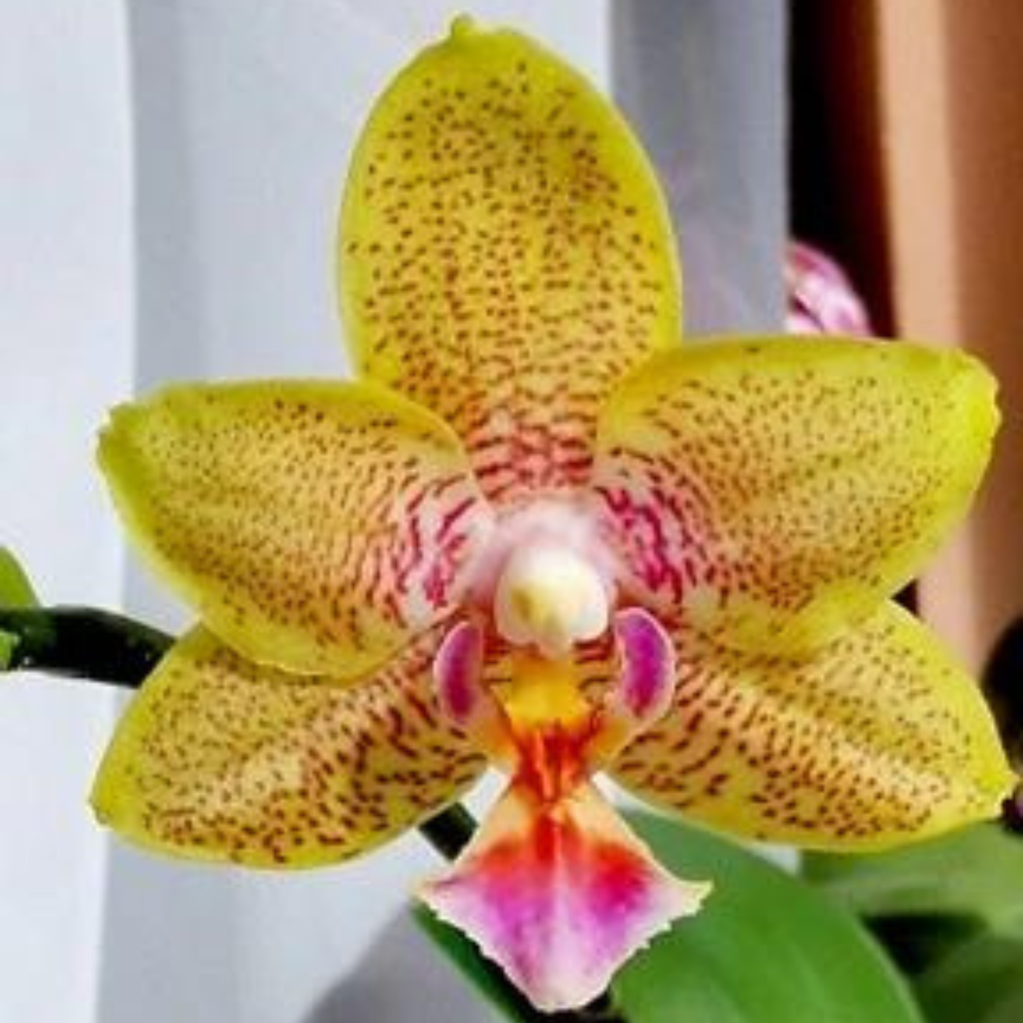 Phalaenopsis Nobby’s Pumpkin - Blooming Size