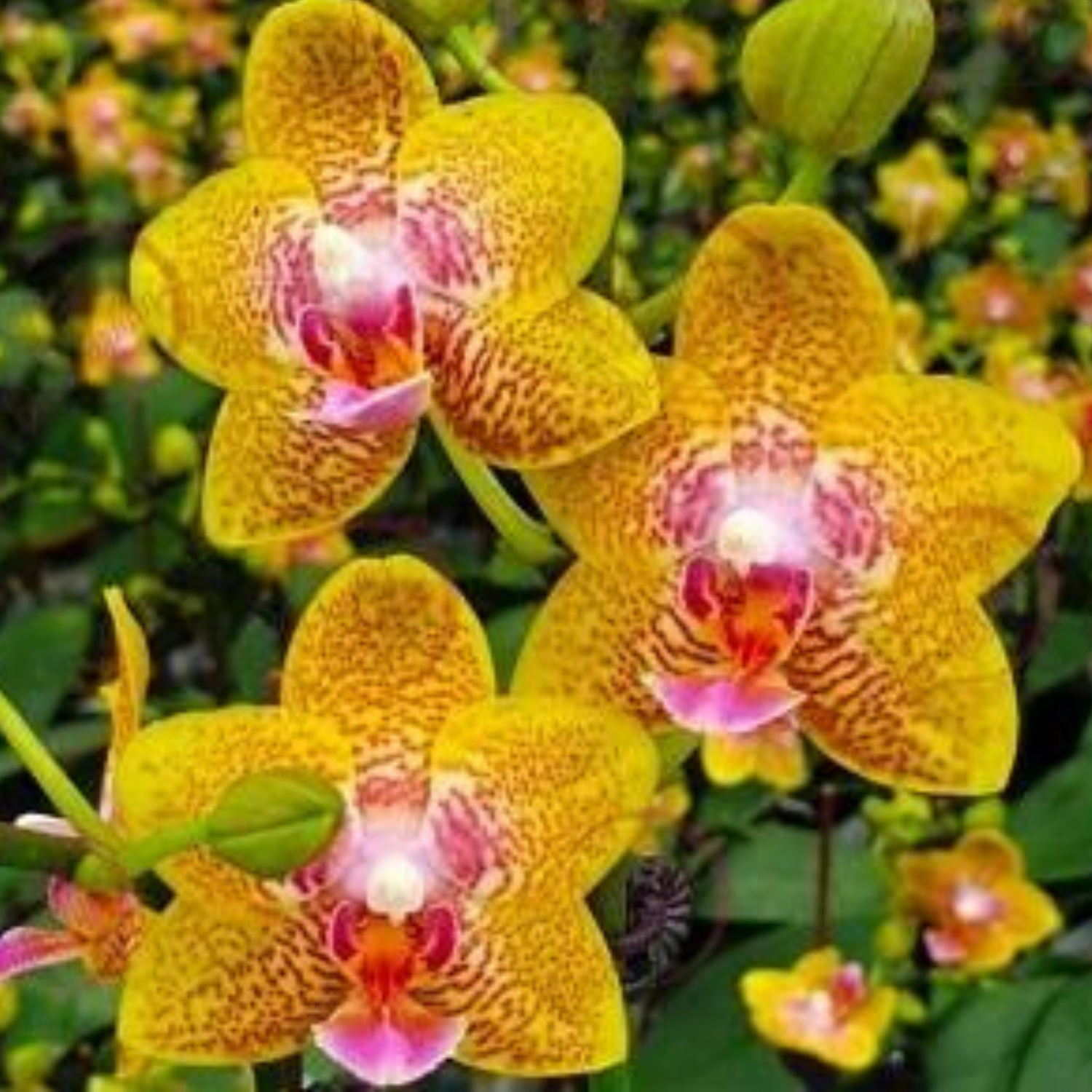 Phalaenopsis Nobby’s Pumpkin - Blooming Size