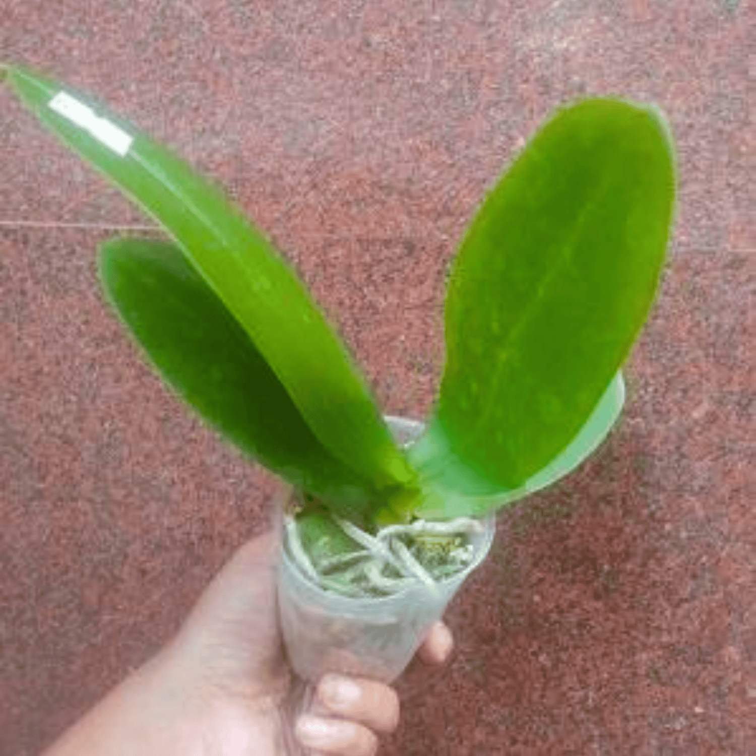 Phalaenopsis OX Delaware Crossing - Blooming Size