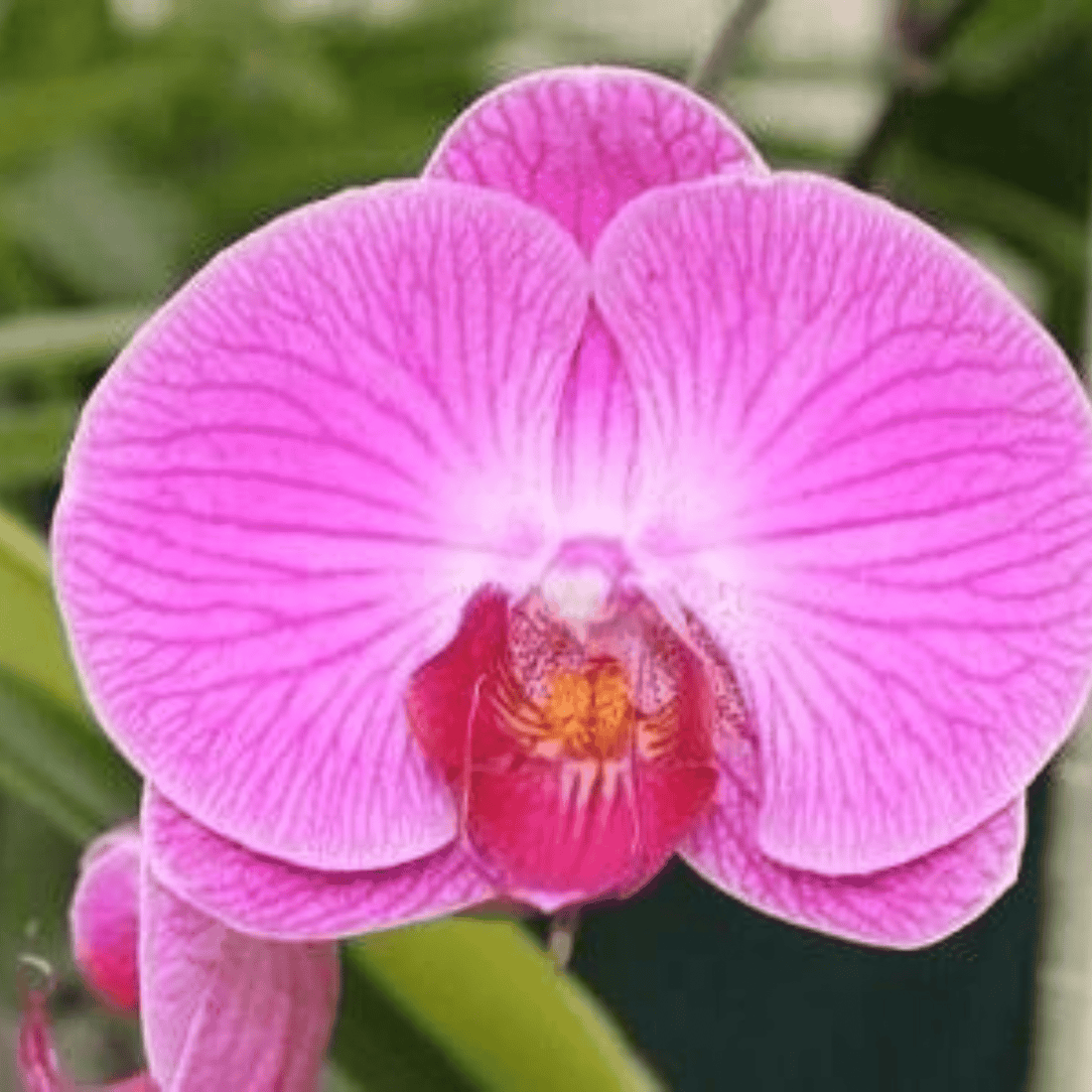 Phalaenopsis OX Red Shoe - Blooming Size