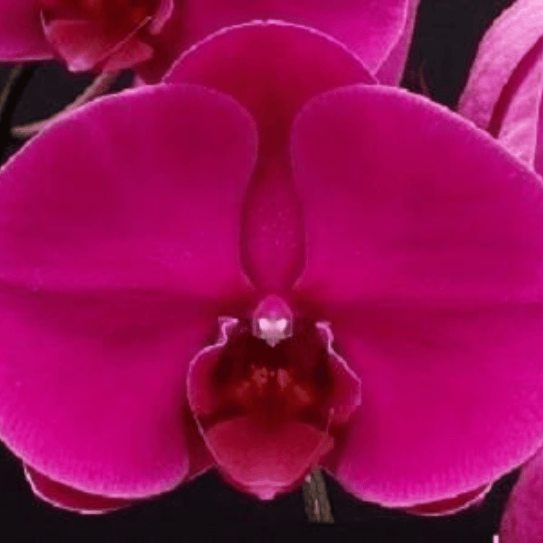 Phalaenopsis OX Royal Rose - Blooming Size