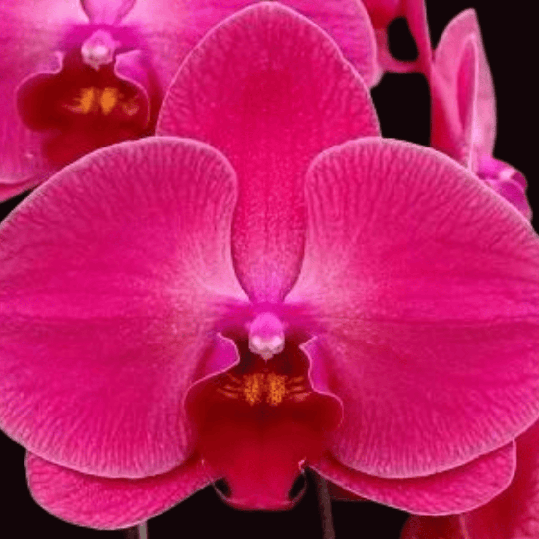 Phalaenopsis OX Sunshine Coast - Blooming Size