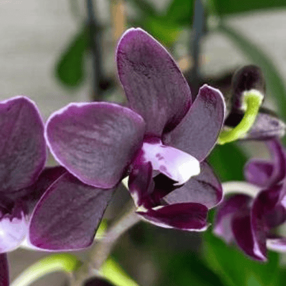 Phalaenopsis Ox Maiden X Fuller’s Red Eagle - Blooming Size