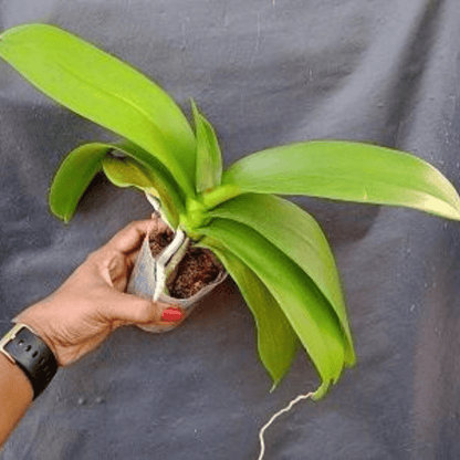 Phalaenopsis Ox Maiden X Fuller’s Red Eagle - Blooming Size