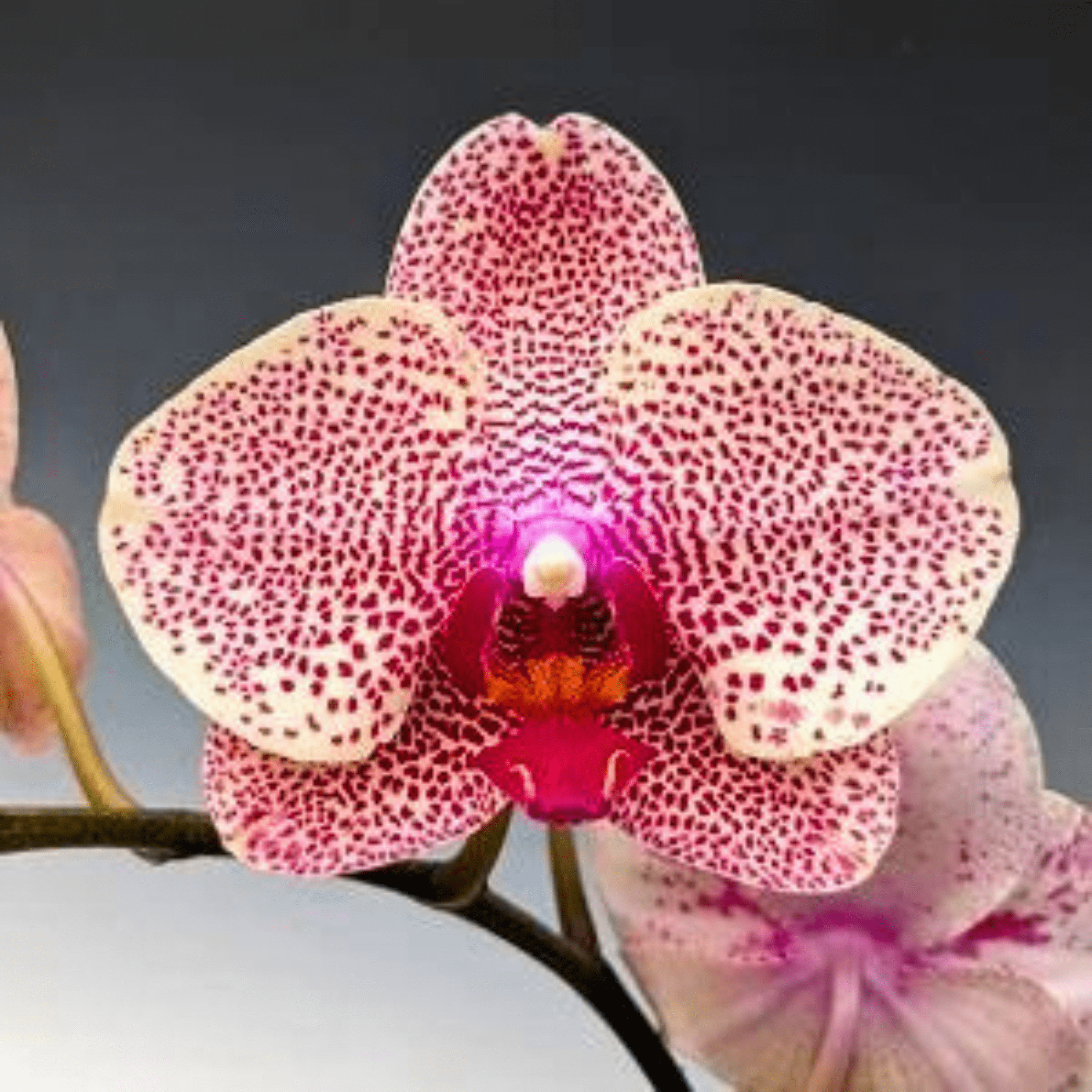 Phalaenopsis Ox Sesame - Blooming Size