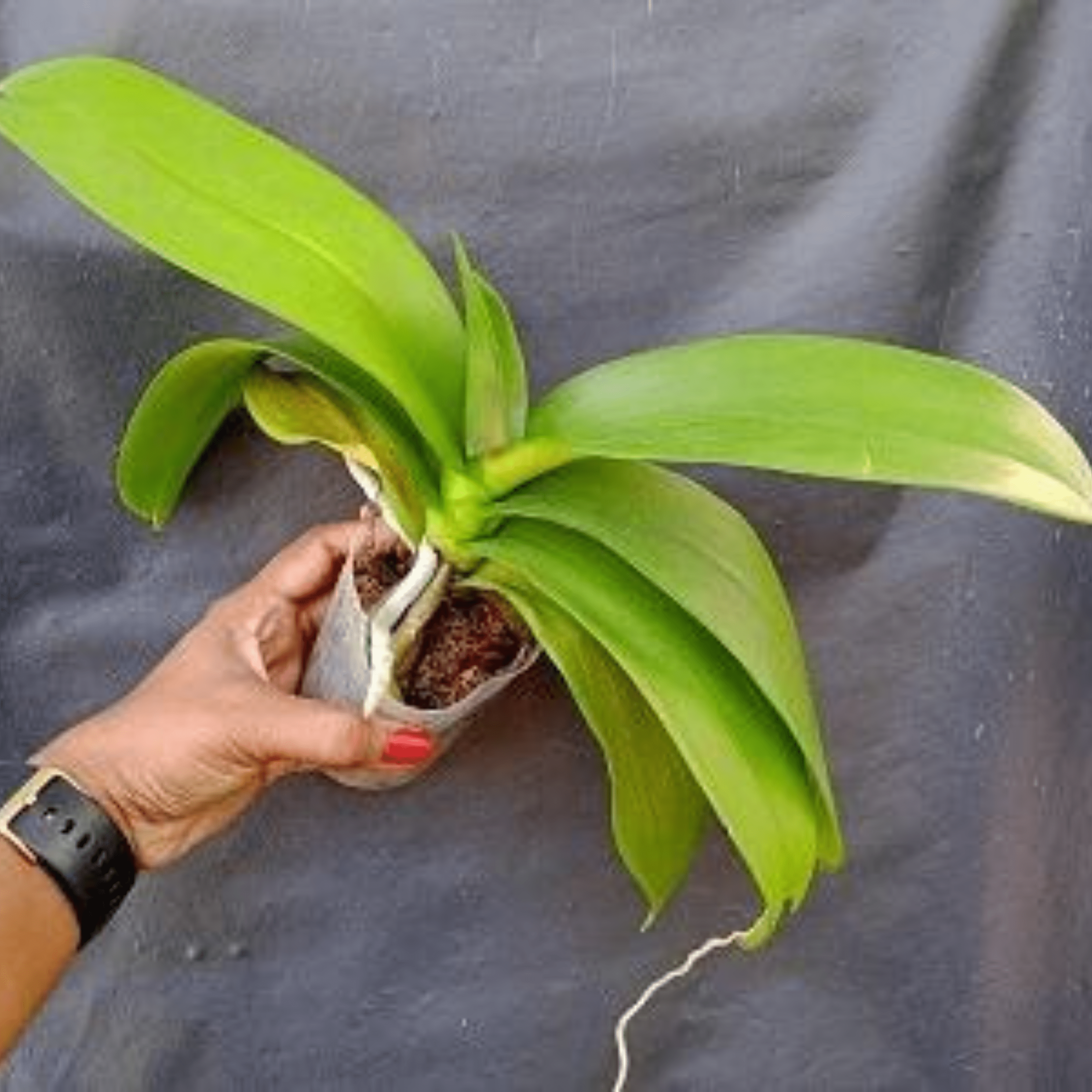 Phalaenopsis Ox Sesame - Blooming Size