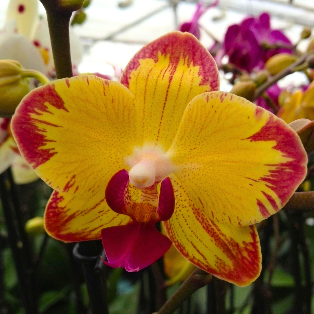 Phalaenopsis Papagayo - Blooming Size