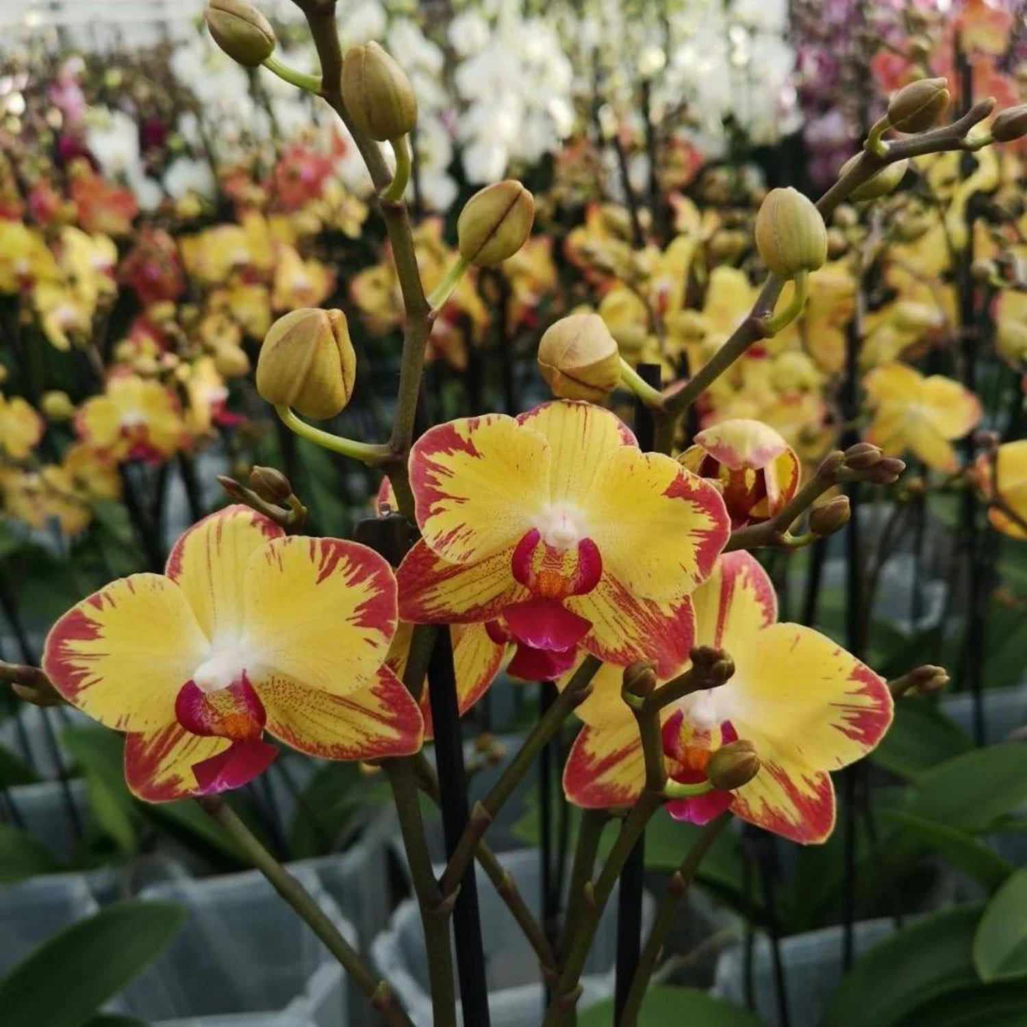 Phalaenopsis Papagayo - Blooming Size