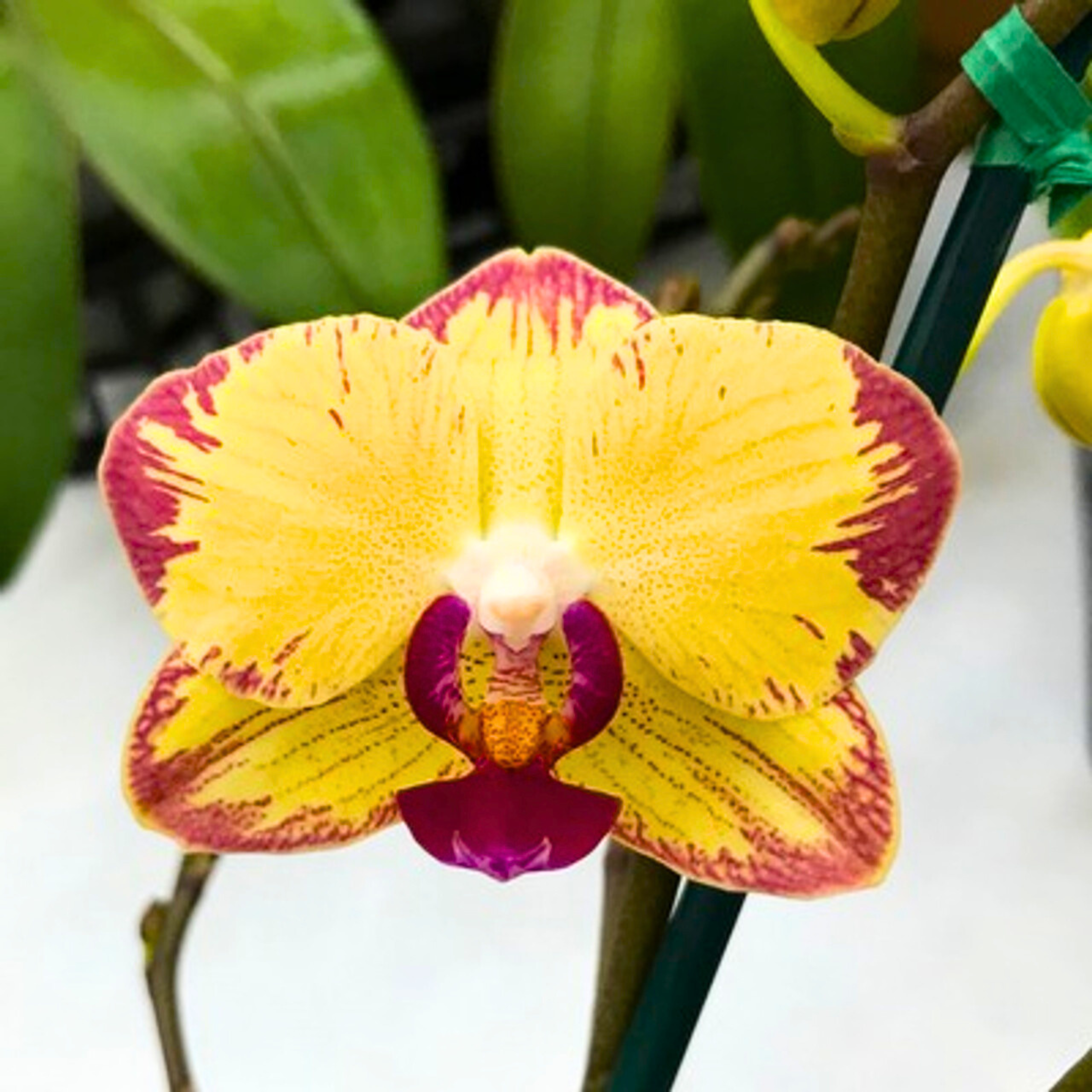 Phalaenopsis Papagayo - Blooming Size