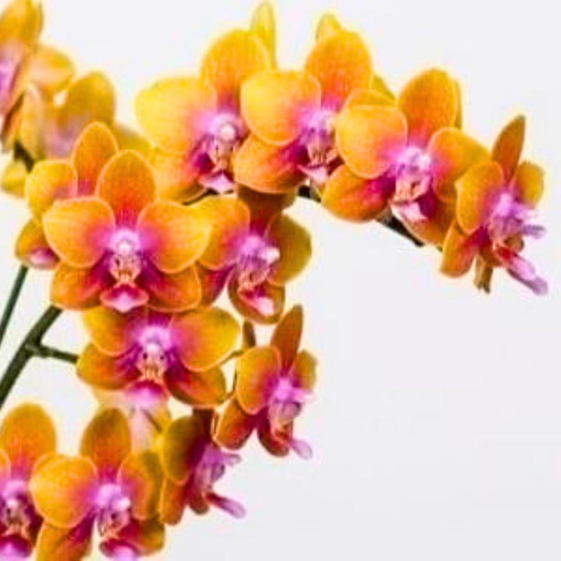 Phalaenopsis Shulong A1167 - Blooming Size