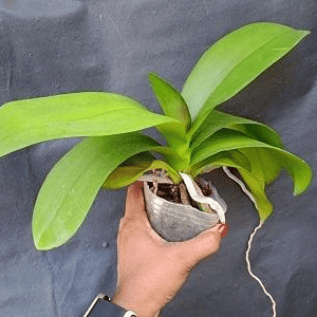 Phalaenopsis Shulong A1167 - Blooming Size